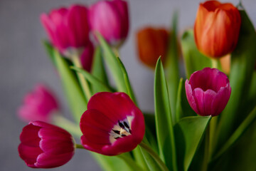 Obraz premium bouquet of tulips, tulips close up, tulips on a dark background, spring flowers, multicolored tulips 