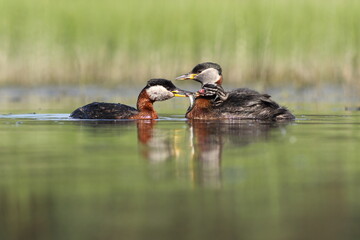 Perkoz rdzawoszyi (Podiceps grisegena), red-necked grebe  © Bartosz Rakoczy