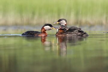 Perkoz rdzawoszyi (Podiceps grisegena), red-necked grebe  © Bartosz Rakoczy