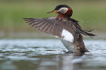 Perkoz rdzawoszyi (Podiceps grisegena), red-necked grebe  © Bartosz Rakoczy