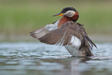 Perkoz rdzawoszyi (Podiceps grisegena), red-necked grebe  © Bartosz Rakoczy