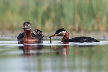 Perkoz rdzawoszyi (Podiceps grisegena), red-necked grebe  © Bartosz Rakoczy