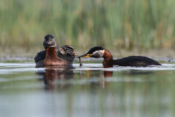 Perkoz rdzawoszyi (Podiceps grisegena), red-necked grebe  © Bartosz Rakoczy