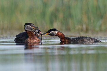 Perkoz rdzawoszyi (Podiceps grisegena), red-necked grebe  © Bartosz Rakoczy