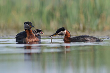 Perkoz rdzawoszyi (Podiceps grisegena), red-necked grebe  © Bartosz Rakoczy