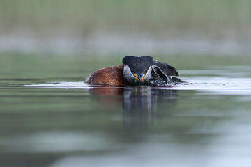 Perkoz rdzawoszyi (Podiceps grisegena), red-necked grebe  © Bartosz Rakoczy