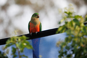 Photograph of an Australian King Parrot sitting on a blue fabric fence in the sunshine in the Blue Mountains in New South Wales, Australia.