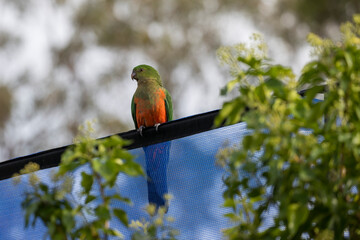 Photograph of an Australian King Parrot sitting on a blue fabric fence in the sunshine in the Blue Mountains in New South Wales, Australia.