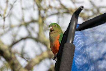 Photograph of an Australian King Parrot sitting on a blue fabric fence in the sunshine in the Blue Mountains in New South Wales, Australia.