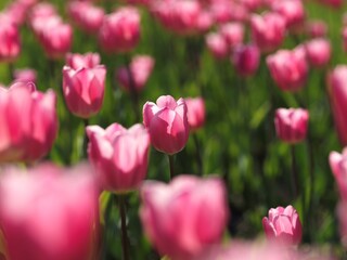Fototapeta premium tulips