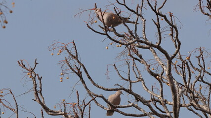 two birds are sitting on the branches of a tree