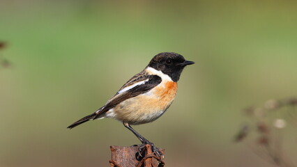 birds black-headed whinchat sitting on a tree branch