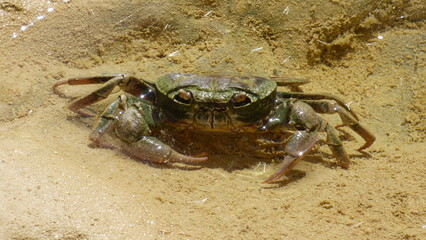 A river crab is sitting in a puddle.