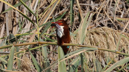 The kingfisher caught a fish and sits on a bush