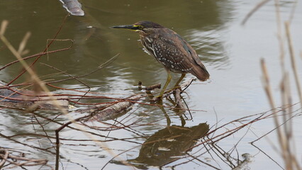 Mangrove heron catching fish on the Surik River