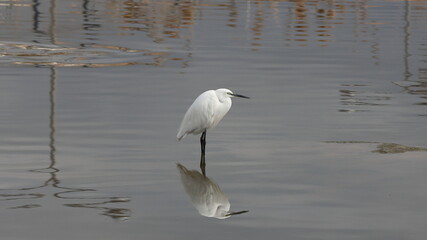 great blue heron ardea cinerea