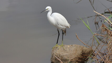 great blue heron ardea cinerea