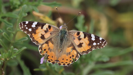 butterfly on a flower