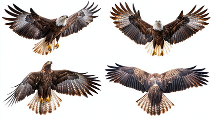 Obraz premium Set of bald eagles flying, isolated on white background 