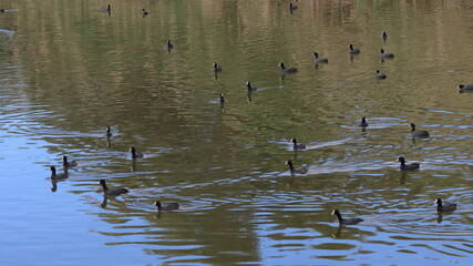 ducks in the water