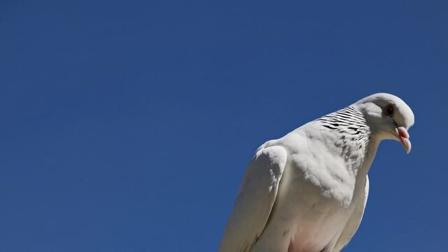 Dove Perched on a Ridge Against a Clear Blue Sky &ndash; Peaceful Bird Resting with Soft Feathers and Serene Posture, Symbolizing Freedom and Tranquility. Perfect for Wildlife, Nature, Birdwatching