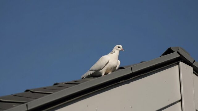 Dove Perched on a Ridge Against a Clear Blue Sky &ndash; Peaceful Bird Resting with Soft Feathers and Serene Posture, Symbolizing Freedom and Tranquility. Perfect for Wildlife, Nature, Birdwatching