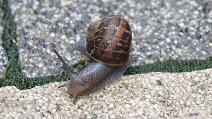 snail on a leaf