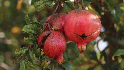 pomegranate fruit on tree