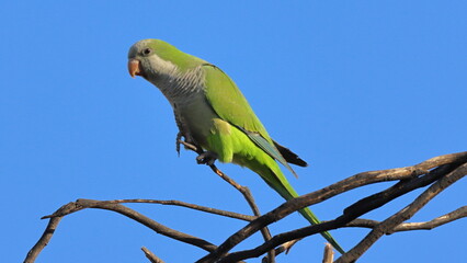 blue and yellow macaw