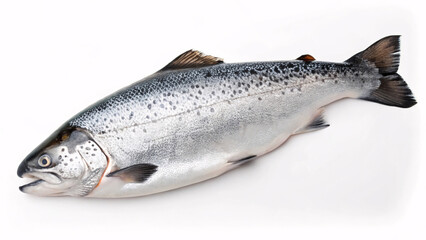 Obraz premium Fresh salmon fish lies on a white table. Sea fish with red meat. Omega B3