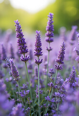Obraz premium natural lavender herb growth on plantation blossoming by lavender lilac flowers. Ai generated