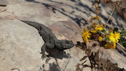 lizard on the rock