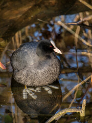 Gallinula chloropus