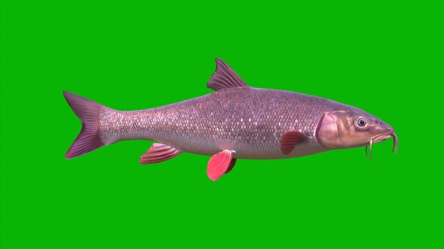 Green Screen Fish with Whiskers Swim Loop Side 3D Animation Animals Rebdering CGI 4K
