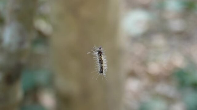 caterpillar, possibly a Fall webworm, Eastern tent caterpillar, or Oak processionary moth larva in close-up