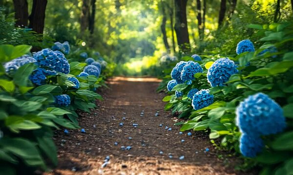 Serene forest pathway lined with vibrant blue hydrangeas under dappled sunlight, inviting tranquility
