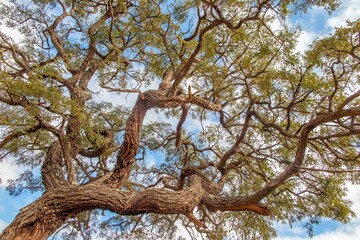 Typical tree of the Brazilian cerrado biome in an idyllic setting