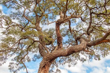 Typical tree of the Brazilian cerrado biome in an idyllic setting