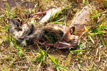 possum, a type of marcupial known as opossum killed in remains, carrion