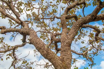 Tree  pequi  (Caryocar brasiliense). Typical Brazilian tree with blue sky in the background. Selective focus. 