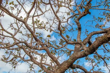 Tree  pequi  (Caryocar brasiliense). Typical Brazilian tree with blue sky in the background. Selective focus. 