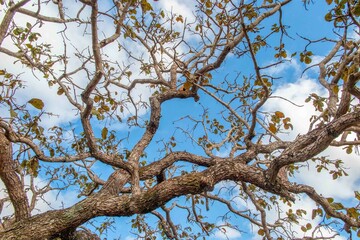 Tree  pequi  (Caryocar brasiliense). Typical Brazilian tree with blue sky in the background. Selective focus. 