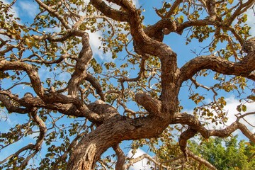 Tree  pequi  (Caryocar brasiliense). Typical Brazilian tree with blue sky in the background. Selective focus. 