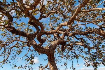 Tree  pequi  (Caryocar brasiliense). Typical Brazilian tree with blue sky in the background. Selective focus. 