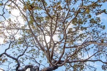 Tree  pequi  (Caryocar brasiliense). Typical Brazilian tree with blue sky in the background. Selective focus. 