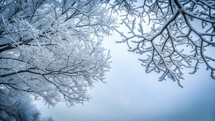 Obraz premium Frosty tree branches stretch towards a grey sky like delicate fingers, icy woods, snowfall, frosted trees, bare trees, snowy scenery