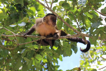 Little monkey in nature