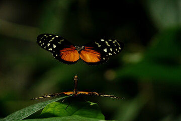 Orange Butterfly mating