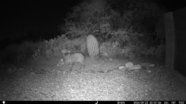 Adult javelina sniffing, flaring nostrils at night in Sonoran Desert