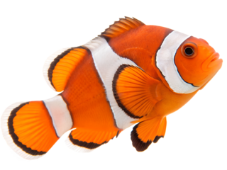 tropical fish isolated on transparent background